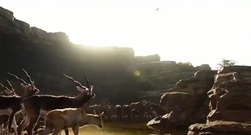 影视原声 - 奇幻森林 预告片3