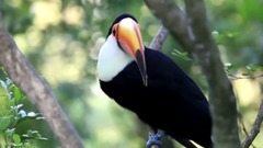 大嘴鸟 之 除了吃以外 我最爱......