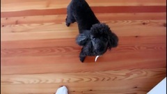 Happy birthday Penny - VLOGTOBER day 1