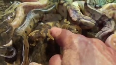 Meet a nest full of Royal Python babies (Ball Python)