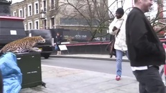 Leopard Prank! Camden Town