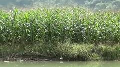 广西百鸟岩游船