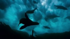 超震撼!BBC 蓝色星球2 预告片