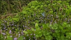 Beyoncé Super Bowl 2013 Halftime Show