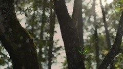 Giovanni Marradi - POESIE