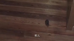 影视原声 - 电视剧<盲约>第52集预告-英雄救美陆毅帮蒋欣抓老鼠