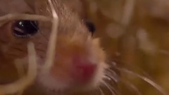 BBC Earth Films - One Amazing Day