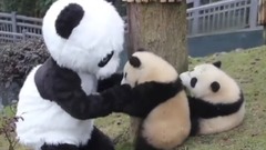 I'm afraid I met fake panda don't reveal her mammy is false