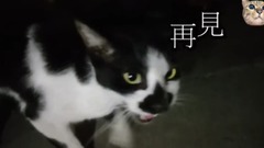 史上最会说话的猫咪