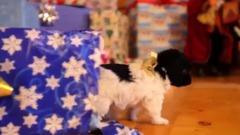 Puppy Christmas