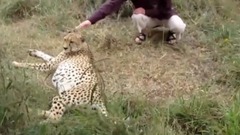 Cheetah Purring - A Cute Big Cat Videos Compilation