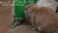 The loppy eared rabbit chapp bag is dandelion leaves