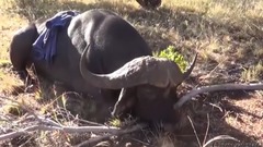 非洲水牛的体型