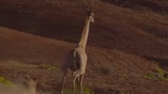 地球脉动Ⅱ中的生猛