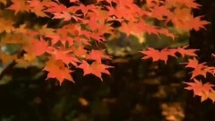 说再见不应该在秋天