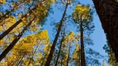 蔡可荔 - 飞向永恒