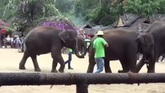 西双版纳 聪明的大象