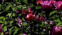 Ernesto Cortazar - Dreamer Romantic Pia