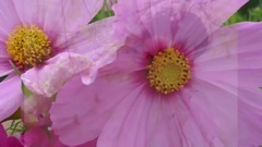 Ernesto Cortazar - HIDDEN BEAUTY