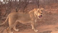 Crazy Lion Plays Fetch Like a Dog!