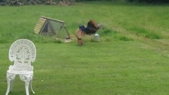 Peacock Can Beat a Rooster