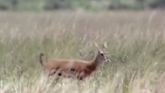 ANIMALS ATTACK - Top 10 Most Deadly Animals in Africa including Lions Hippos Hyenas Elephants