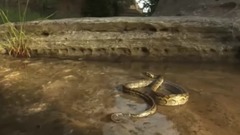 蚂蚁和毒蛇之间的战斗 一个可怕的景象!