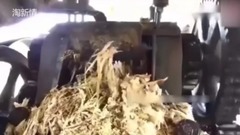 看看印度是怎样用甘蔗制糖的?手脚一起上了,好恶心!