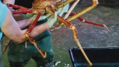 Top 10 Giant Sea Creatures in the World