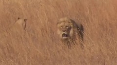 Preview_ The lion whisperer