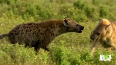 The Man Who Tickles and Plays with Hyenas