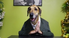 Talking Dogs Dinner Party in 4K! _ DEVINSUPERTRAMP