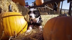 Puppy Halloween