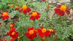 花开的时候来看我