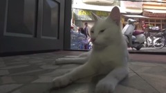 猫步走世界~河内篇~