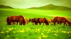 天边草原乌拉盖