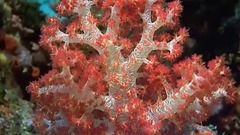 奇妙的海底水世界