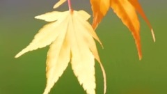 分手在那个秋天