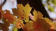 Bitee Huyee (The Past)