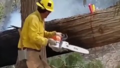 树被雷劈过后为什么非要锯断呢,难道树里面真的住的有妖怪吗?