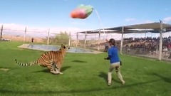 Keepers Swim And Play With Fully Grown Big Cats
