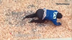 迪丽热巴,郑恺 - 去录<跑男>?迪丽热巴西班牙合体郑恺