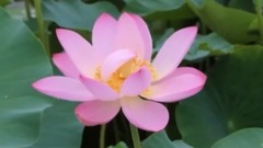 高清图片赏析:荷花