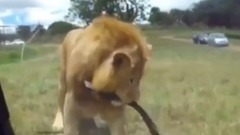 Best Moments Animals And Cars Compilation 2017