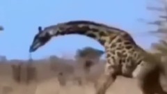 Wild Animal Attacks ! Amazing Wild Animals Attacks ! Lions Vs Giraffe !