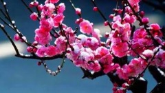 母亲颂--山泉  云淡风轻