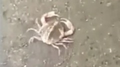 以后别再说螃蟹都是横着走的,看完毁三观啊!