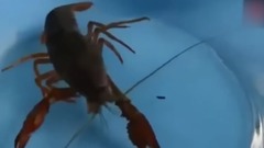 冰冻龙虾回到水里的瞬间竟然活了,你肯定是妖虾!