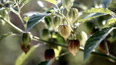 小黎的传说作品选(八)