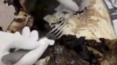 3000度的岩浆盖到鱼身上做的美食!有没有想过鱼的感受!